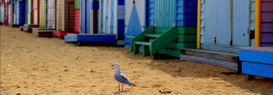 Seagull at Brighton Beach